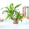Brazilian Lucky Wood Plant | Mini Home Decor with Good Luck Charm